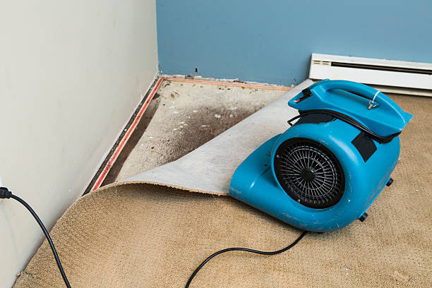 Best Basement water damage restoration  in Chesaning, MI